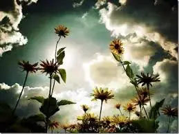 images-33.webp