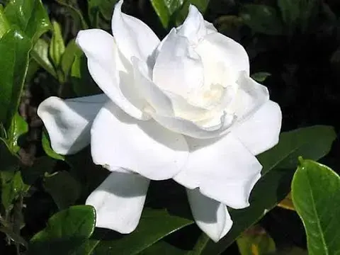 1582058551385.webp