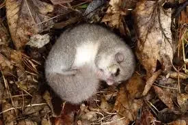 descarga - 2024-12-06T042721.371.webp