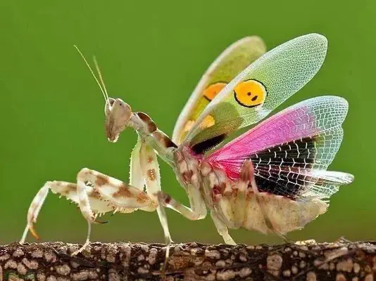 1742938144796.webp