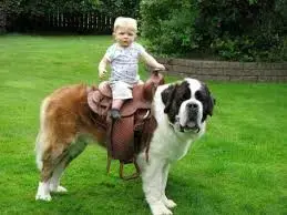 images - 2025-03-25T223929.805.webp