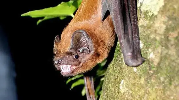 Noctulo-gigante-ABC.webp