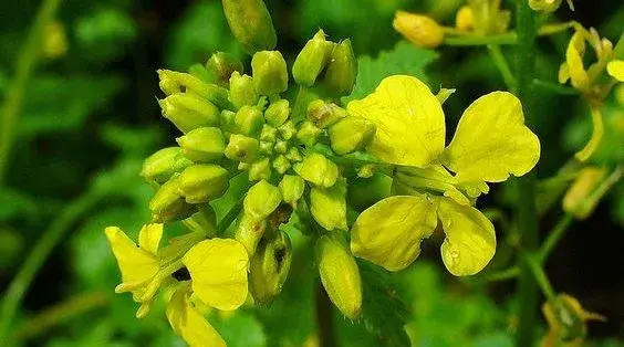 MOSTAZA-BLANCA-AROMATICA-564x314.webp