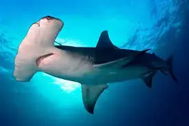 images - 2023-11-16T174541.877.webp