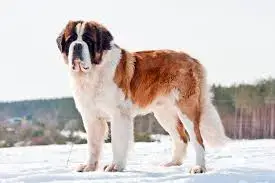 images - 2023-11-24T235618.032.webp