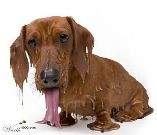 cachorro_calor.webp