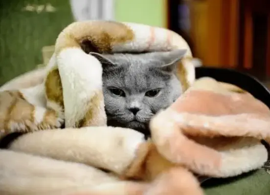 1703557514714.webp
