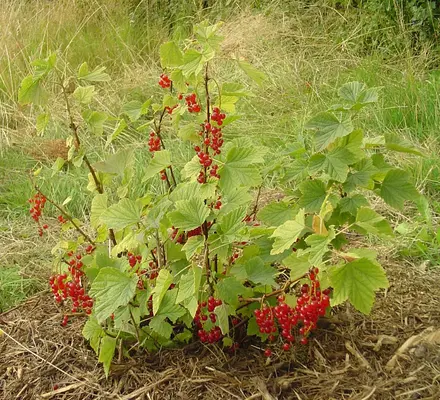 Ribes_rubrum_1.webp