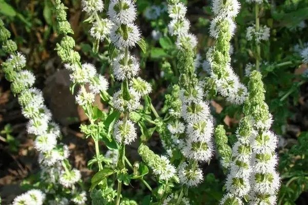 planta-con-flores-de-color-blanco-que-tienen-fines-medicinales.webp