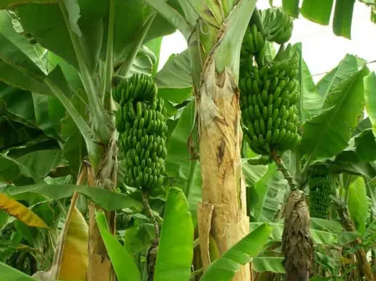 bananas-404536_1200-570x427.webp
