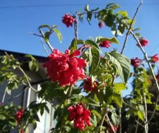 cestrum-elegans.webp