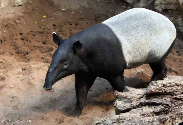 animals_00884-1.webp