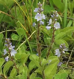 veronica-officinalis.webp