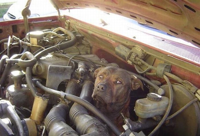 dogs_58.jpg
