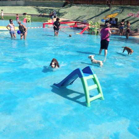 resort-canino-can-jane.jpg